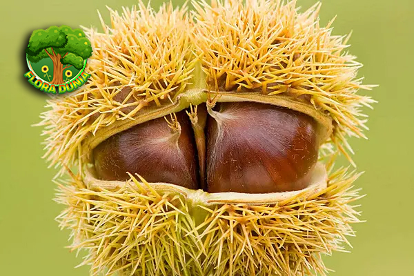 Buah Cupula 15 Manfaat dan Cara Keajaiban