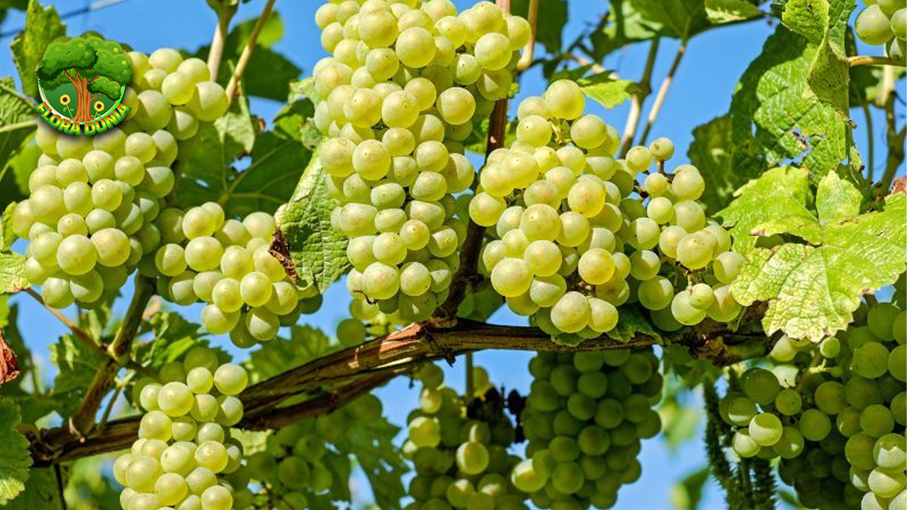 Anggur Hijau 3 Buah Kecil dengan Nutrisi Besar 4 Anggur Hijau 3 Buah Kecil dengan Nutrisi Besar