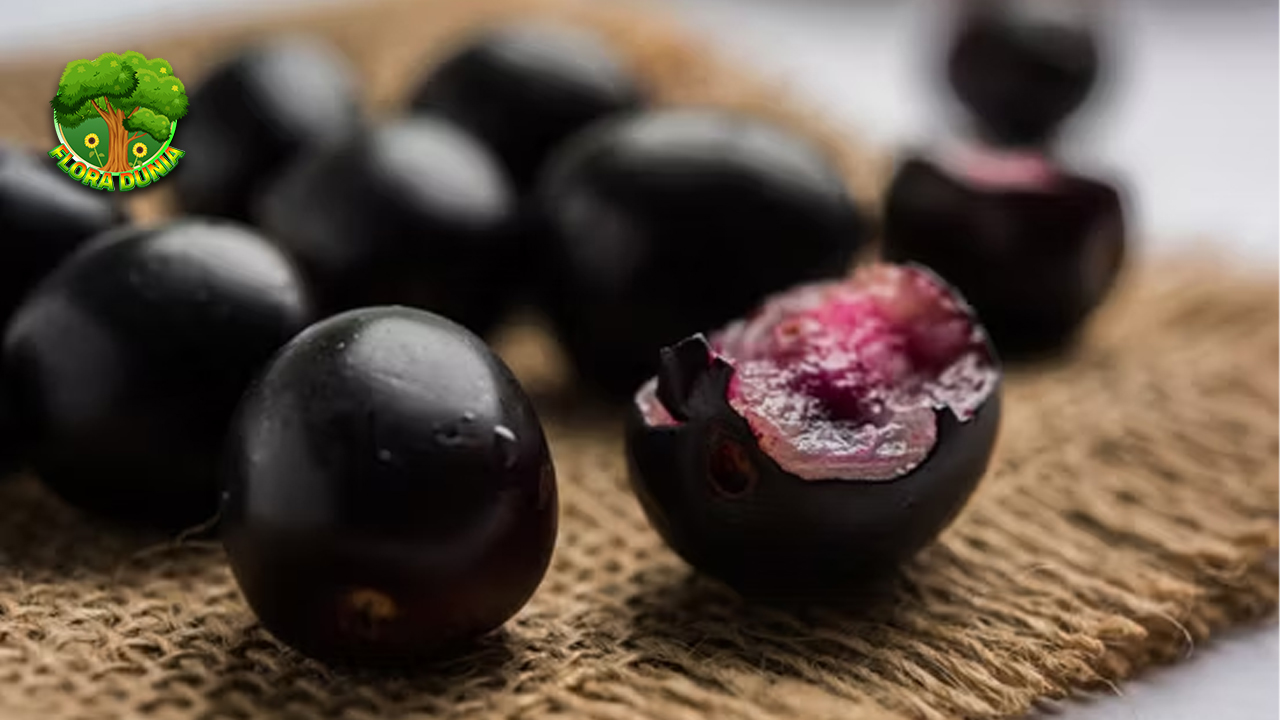 Buah Jambul 2 Khasiat Sehat yang Jarang Diketahui