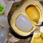 Huito Buah Eksotis dalam Segudang 25 Manfaat!