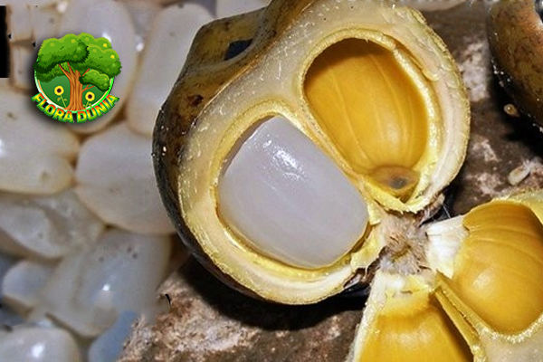 Huito Buah Eksotis dalam Segudang 25 Manfaat! 3 Huito Buah Eksotis dalam Segudang 25 Manfaat!