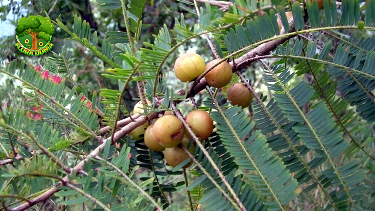 Buah Emblic Rahasia 4 Vitalitas dan Imunitas