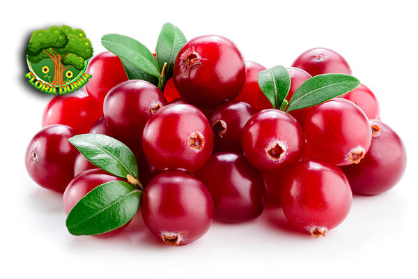 Lingonberry Si Mungil Kaya 30 Manfaat!