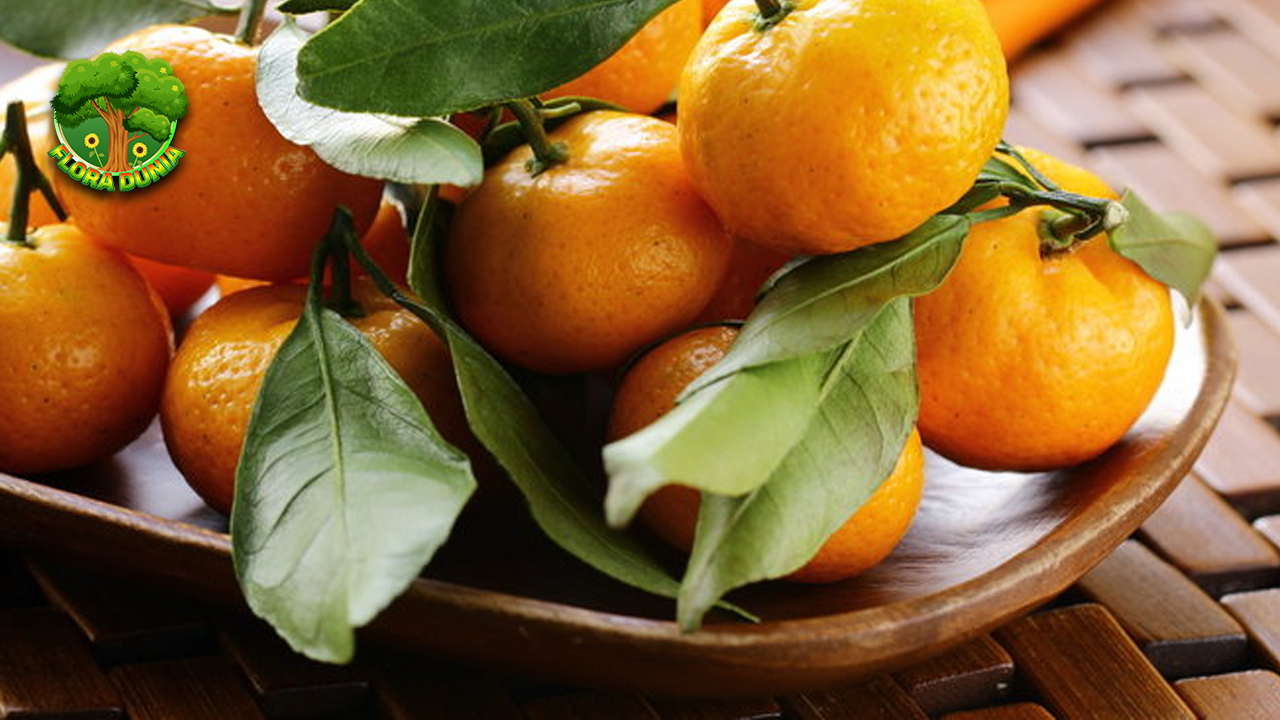 Jeruk Medan 5 Segarnya dalam Tanah Sumatera