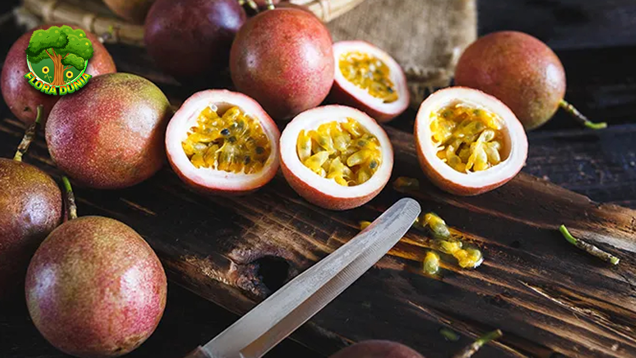 Markisa Ungu Paduan 4 Rasa Segar dan Sehat