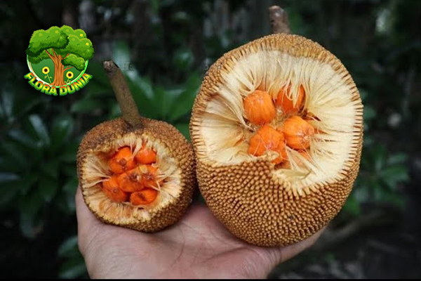 Karusung Buah Super 100 Hutan Kesehatan! 5 Karusung Buah Super 100 Hutan Kesehatan!