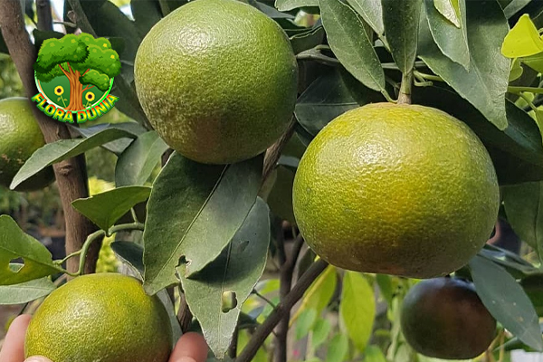 Jeruk Medan 5 Segarnya dalam Tanah Sumatera