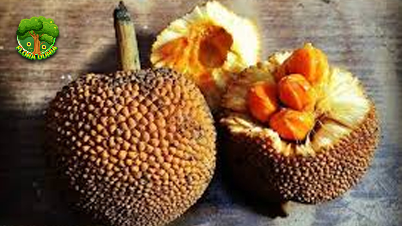 Karusung Buah Super 100 Hutan Kesehatan! 4 Karusung Buah Super 100 Hutan Kesehatan!