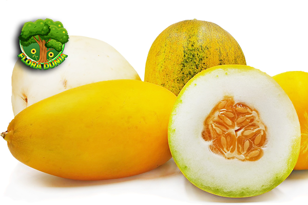 Timun Suri Buah 4 Sehat Menyegarkan Tubuh