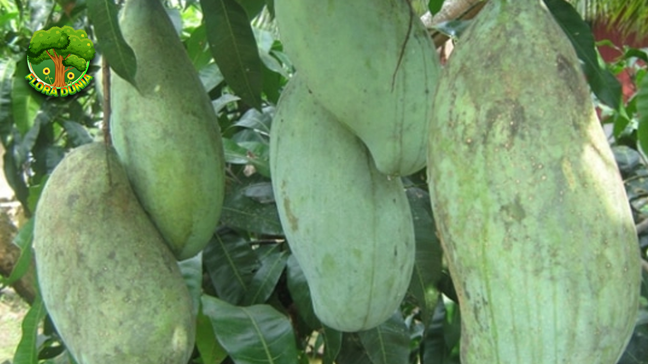 Mangga Golek dari Sekadar Buah2 Ini Terbaik