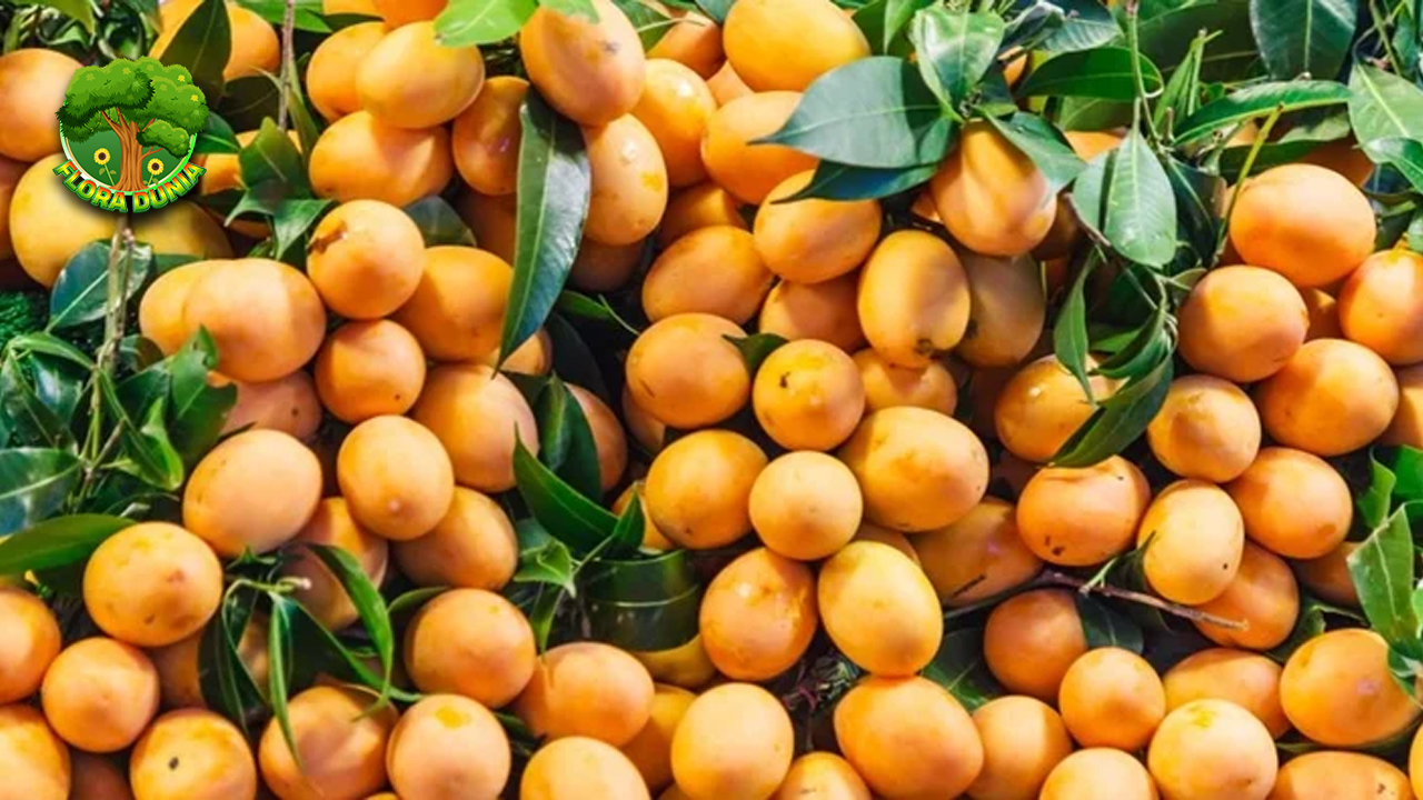 Gandaria Buah2 Tropis dalam Rasa Manis Asam 4 Gandaria Buah2 Tropis dalam Rasa Manis Asam