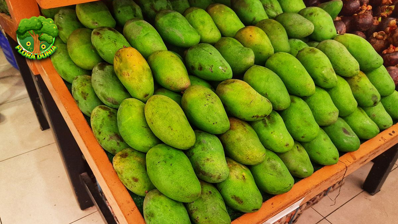 Mangga Harum Manis 12 Menjanjikan Buah Tropis