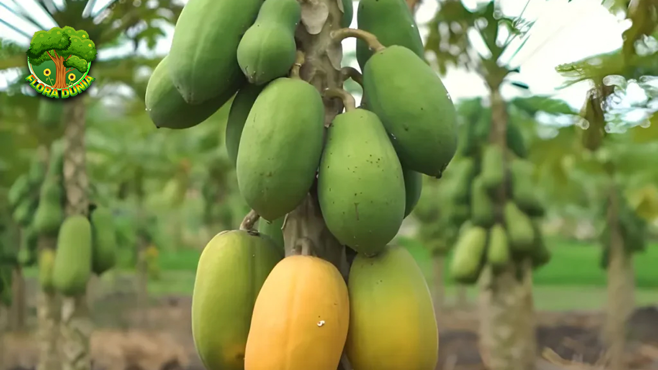 Papaya California Eksplorasi Baru 30 Tropis Favorit! 4 Papaya California Eksplorasi Baru 30 Tropis Favorit!