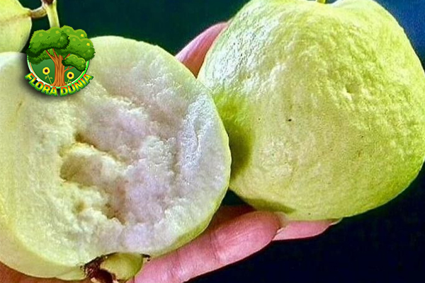 Jambu Batu Putih Lezat dan Kaya 2 Vitamin!