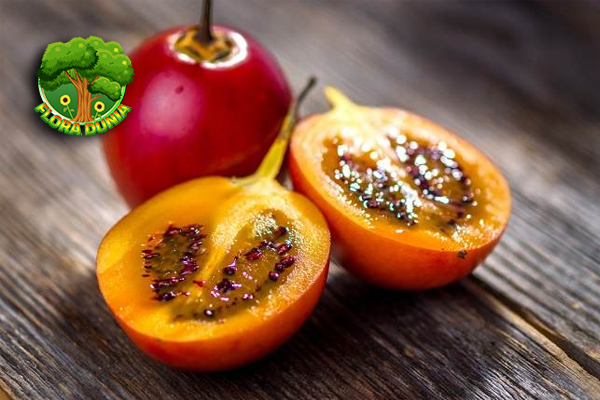 Terong Belanda 1 Buah Asam Segar Penuh Khasiat!