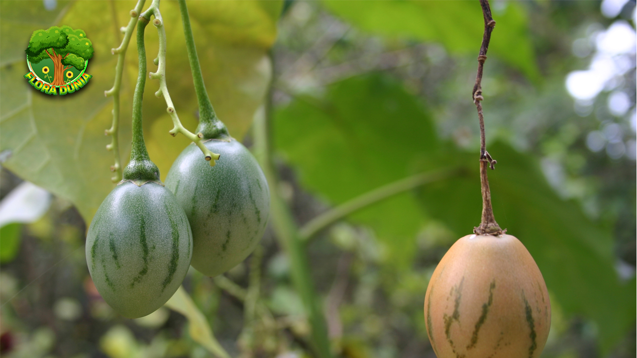 Terong Belanda 1 Buah Asam Segar Penuh Khasiat! 4 Terong Belanda 1 Buah Asam Segar Penuh Khasiat!