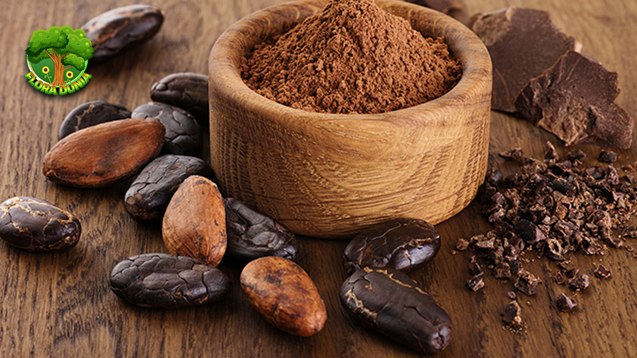 Buah Cocoa 11 Rahasia di Balik Cokelat Lezat