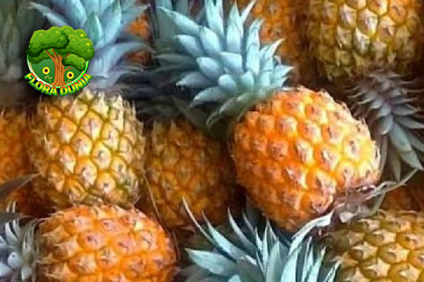 Nanas Madu Buah Super dengan 1 Rasa Luar Biasa