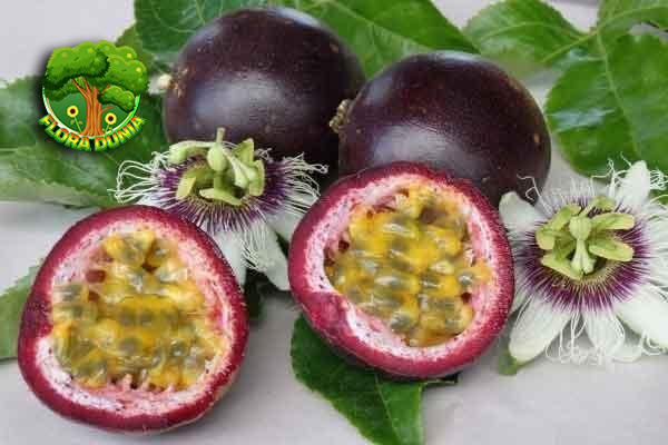 Markisa Ungu Paduan 4 Rasa Segar dan Sehat