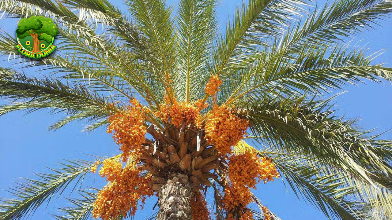 Kurma Buah Bernutrisi 15 Tinggi Kaya Manfaat 4 Kurma Buah Bernutrisi 15 Tinggi Kaya Manfaat