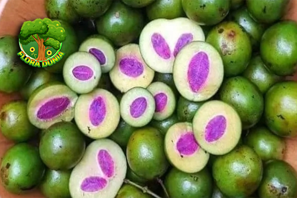 Gandaria Buah2 Tropis dalam Rasa Manis Asam 3 Gandaria Buah2 Tropis dalam Rasa Manis Asam