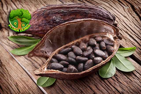 Buah Cocoa 11 Rahasia di Balik Cokelat Lezat 7 Buah Cocoa 11 Rahasia di Balik Cokelat Lezat