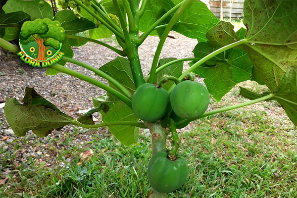 Buah Jarak 18 Khasiat dan Manfaat untuk Keajaiban