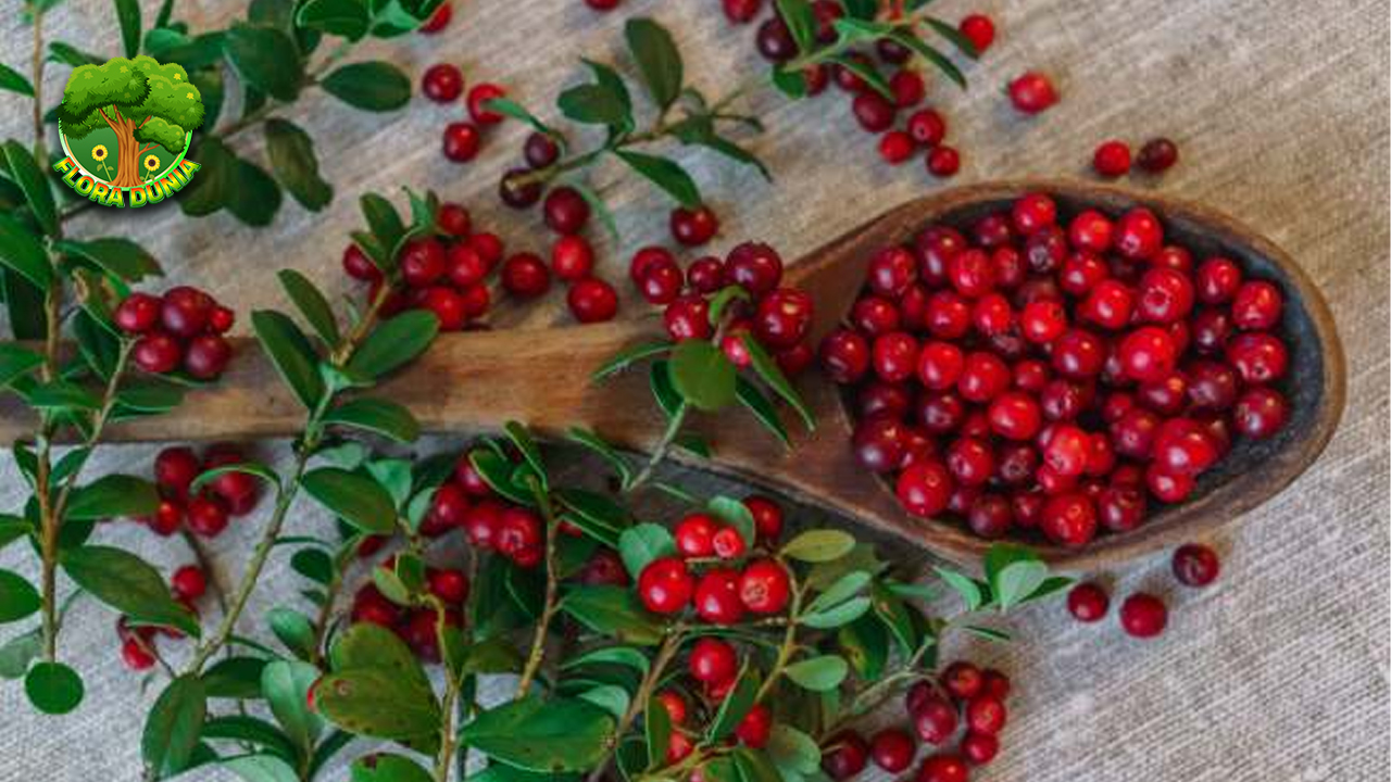 Lingonberry Si Mungil Kaya 30 Manfaat! 4 Lingonberry Si Mungil Kaya 30 Manfaat!