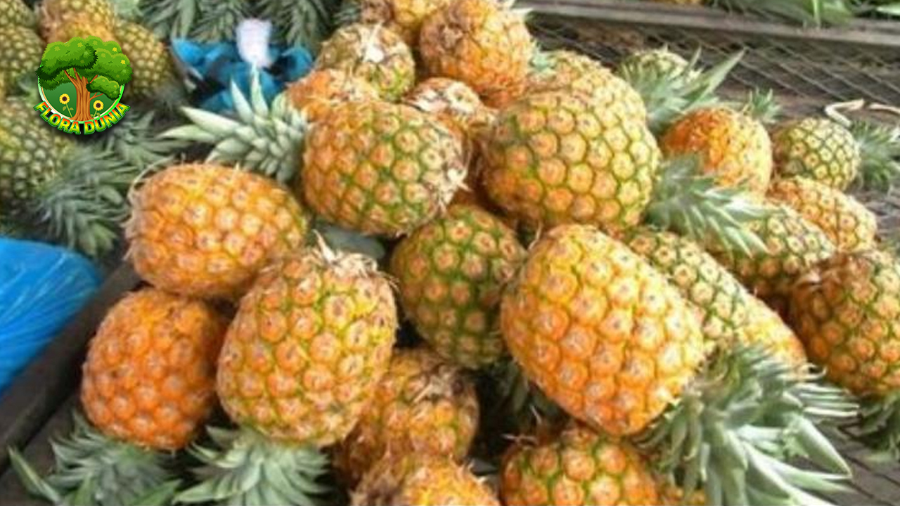 Nanas Madu Buah Super dengan 1 Rasa Luar Biasa