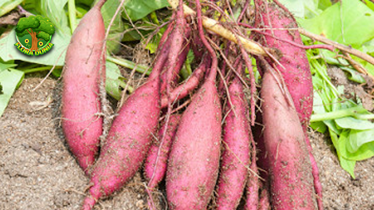 Ubi Jalar 20 Manfaat dan Khasiat Penuh Kesehatan 4 Ubi Jalar 20 Manfaat dan Khasiat Penuh Kesehatan