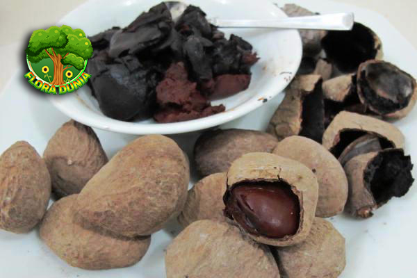 Buah Keule Nikmat 25 Pangan Lokal Nusantara Memukau 3 Buah Keule Nikmat 25 Pangan Lokal Nusantara Memukau