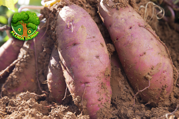 Ubi Jalar 20 Manfaat dan Khasiat Penuh Kesehatan 3 Ubi Jalar 20 Manfaat dan Khasiat Penuh Kesehatan