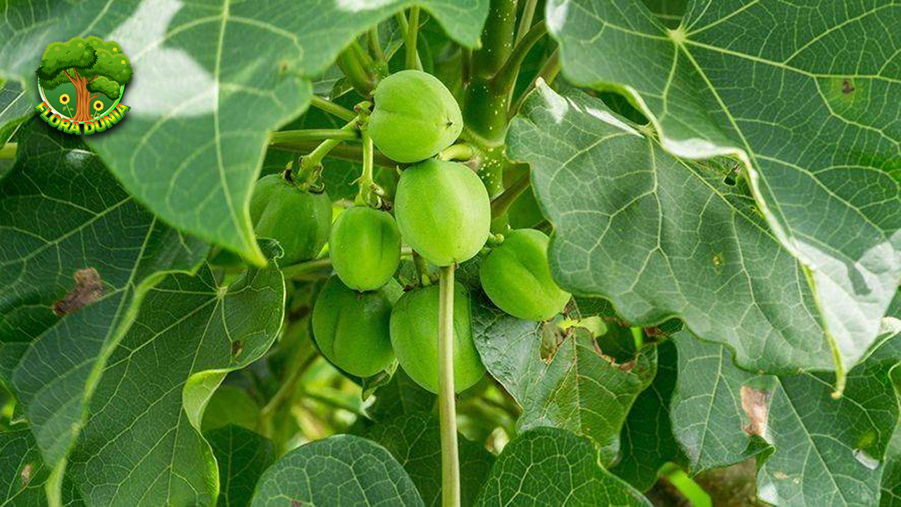 Buah Jarak 18 Khasiat dan Manfaat untuk Keajaiban