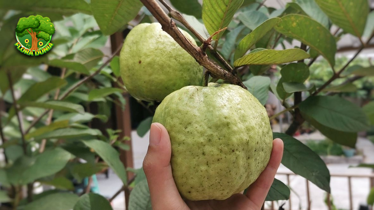 Jambu Batu Putih Lezat dan Kaya 2 Vitamin!