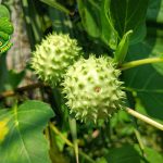 6 Misteri Buah Kecubung yang Jarang Terungkap