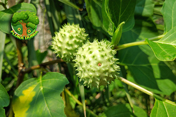 6 Misteri Buah Kecubung yang Jarang Terungkap