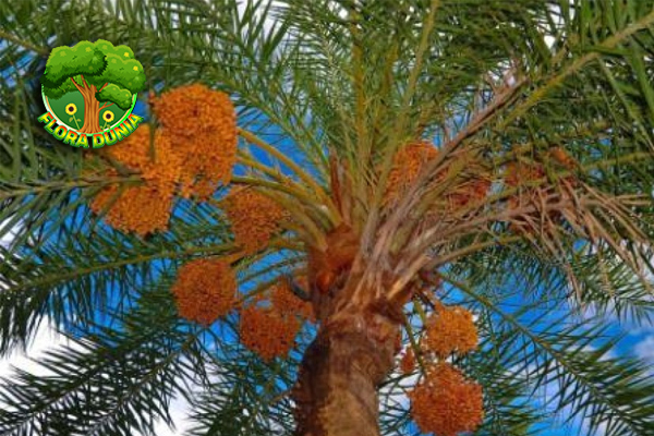 Kurma Buah Bernutrisi 15 Tinggi Kaya Manfaat