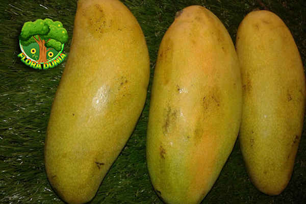 Mangga Golek dari Sekadar Buah2 Ini Terbaik