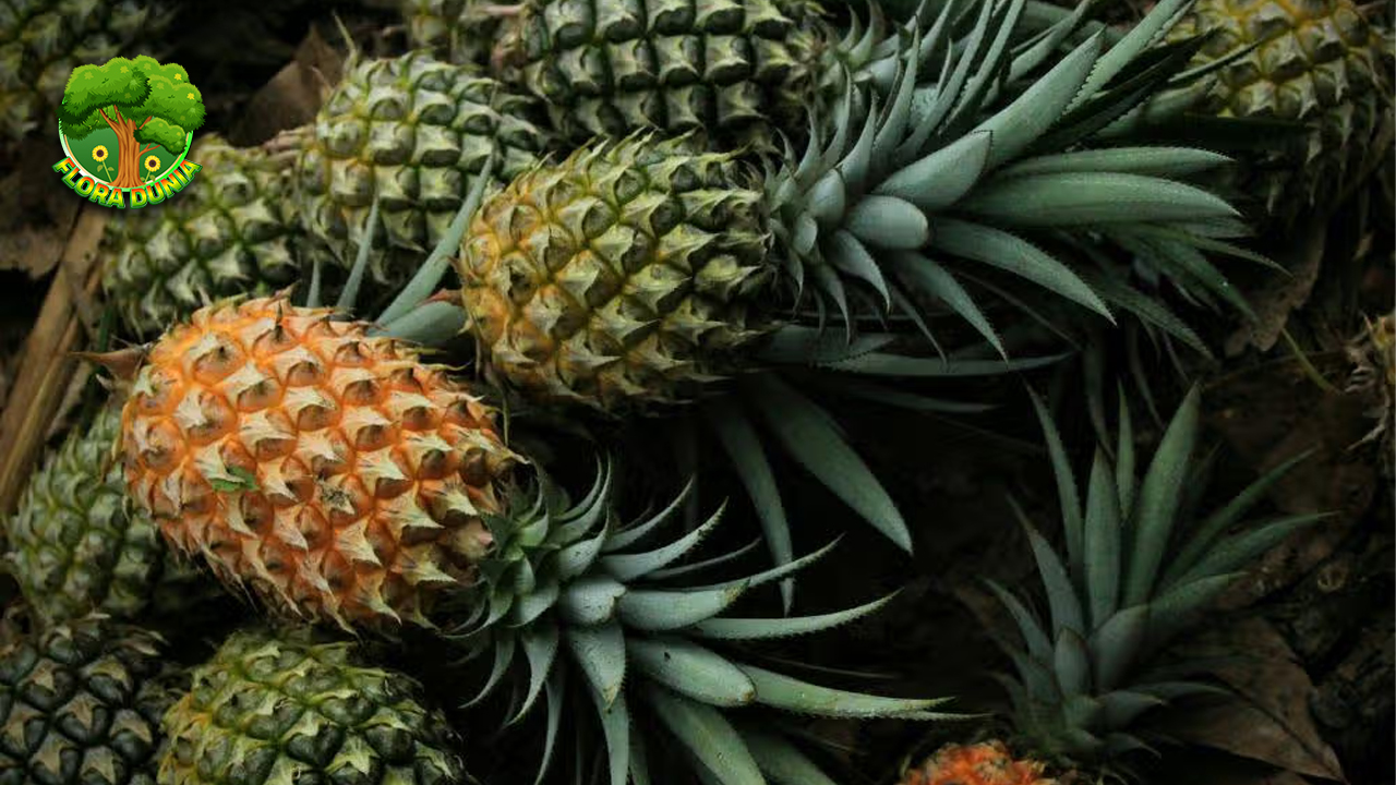 Buah Nanas 6 Khasiat yang Bikin Tubuh Sehat