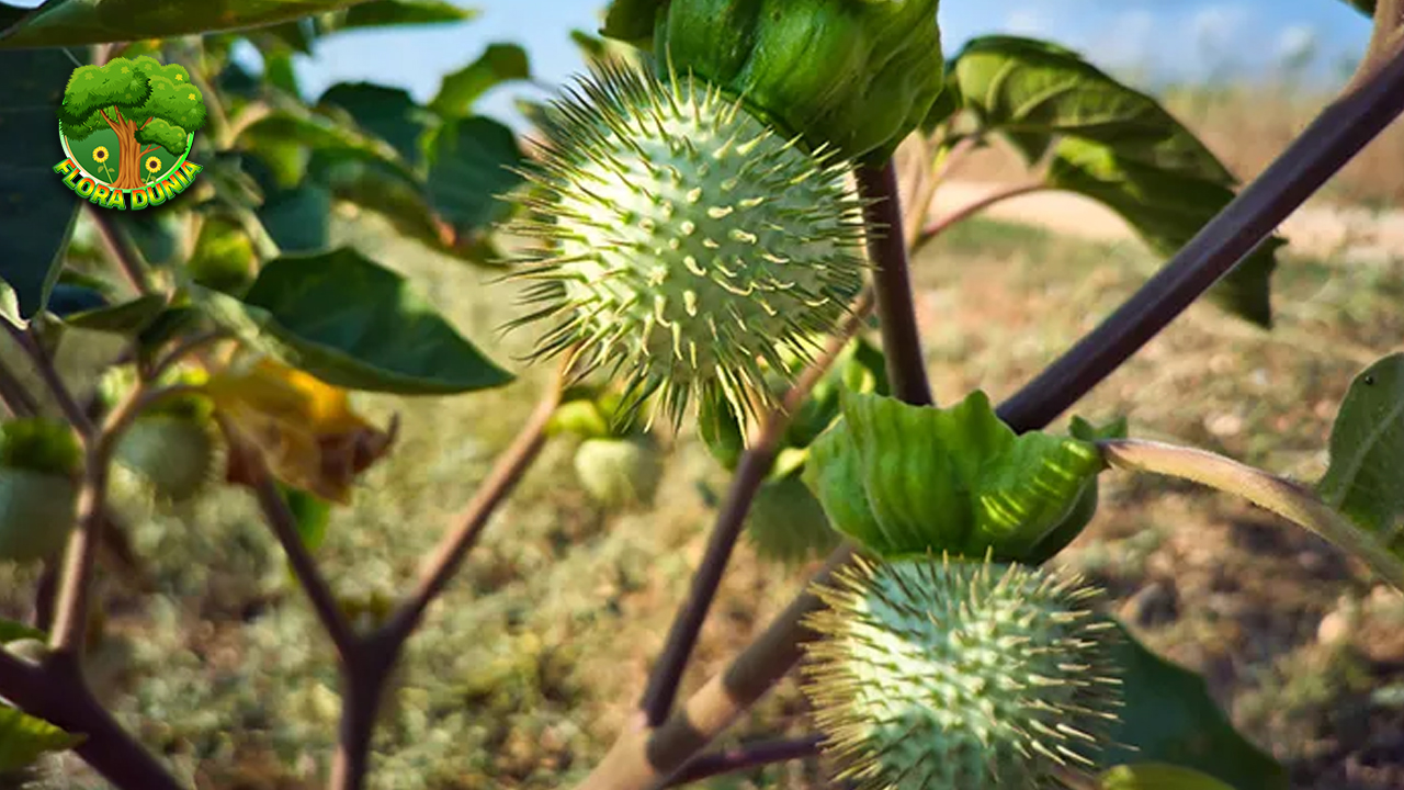 6 Misteri Buah Kecubung yang Jarang Terungkap 4 6 Misteri Buah Kecubung yang Jarang Terungkap