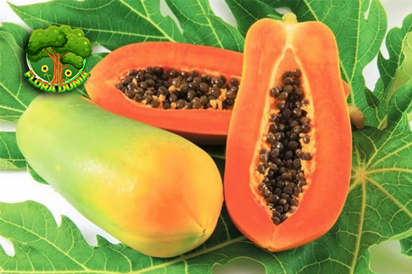 Papaya California Eksplorasi Baru 30 Tropis Favorit! 3 Papaya California Eksplorasi Baru 30 Tropis Favorit!