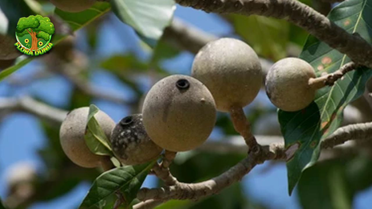 Huito Buah Eksotis dalam Segudang 25 Manfaat! 4 Huito Buah Eksotis dalam Segudang 25 Manfaat!