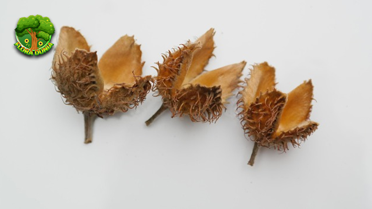 Buah Cupula 15 Manfaat dan Cara Keajaiban