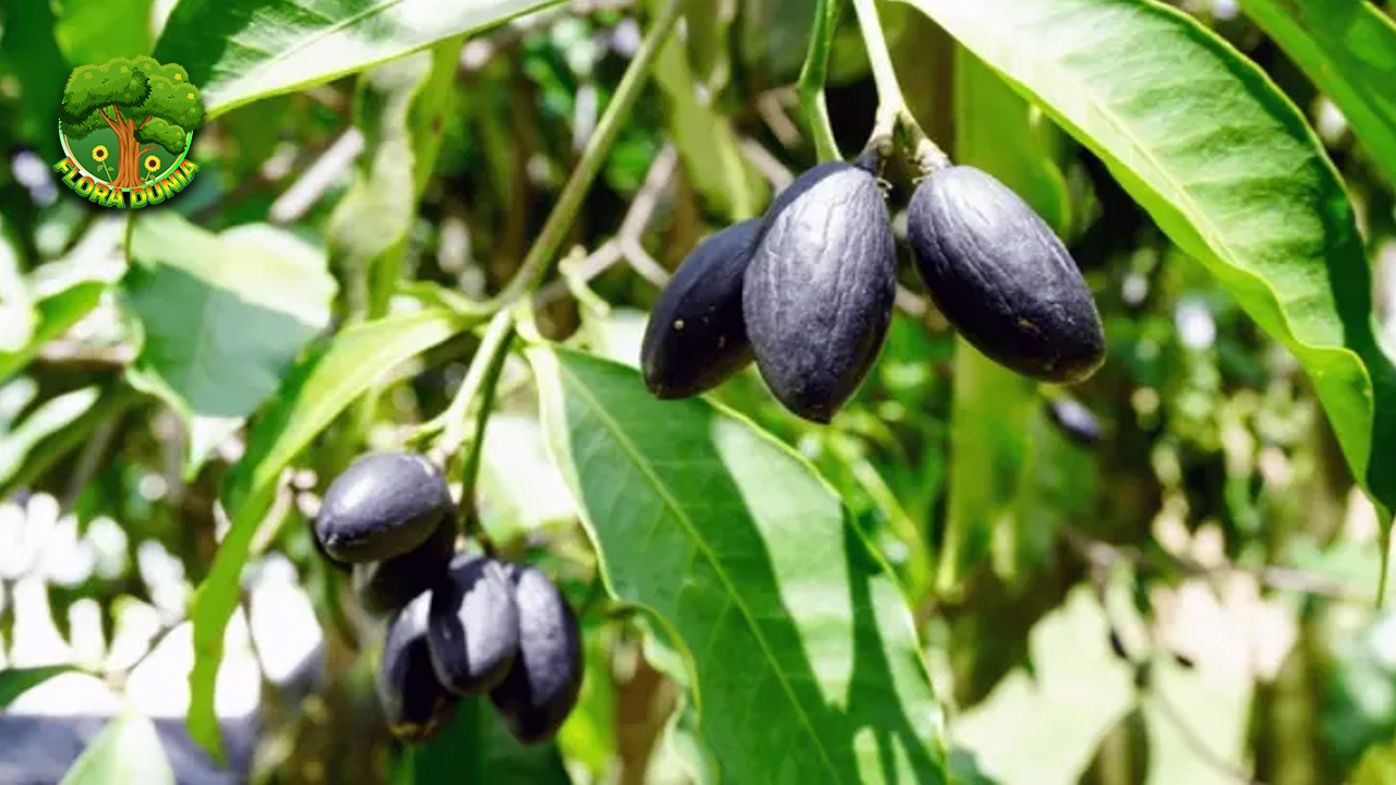 Dabai Buah Khas 25 Sarawak yang Lezat dan Unik 4 Dabai Buah Khas 25 Sarawak yang Lezat dan Unik