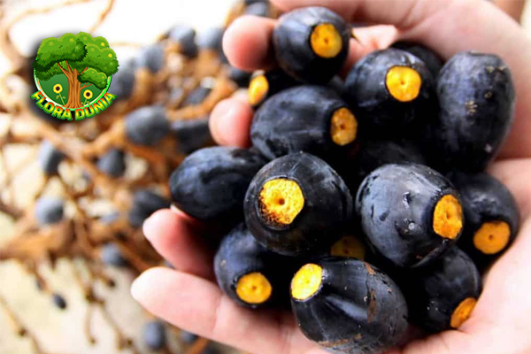 Dabai Buah Khas 25 Sarawak yang Lezat dan Unik