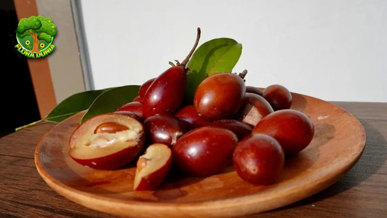 Sawo Kecik Buah 6 Tradisional Tetap Berkelas 4 Sawo Kecik Buah 6 Tradisional Tetap Berkelas