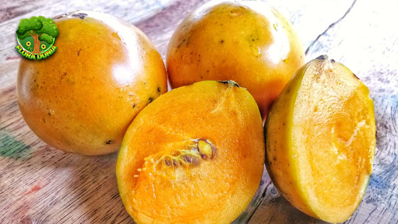 Buah Mundu Si Kuning Asam2 Manis Mulai Tenang