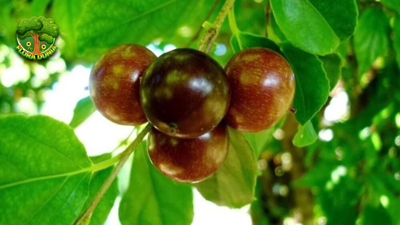 Rukem Buah Asam yang Penuh Jadi 1 Sambal Segar