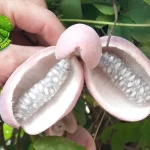 Buah Akebia Si Lilac Manis Nilai 4 Asia Timur