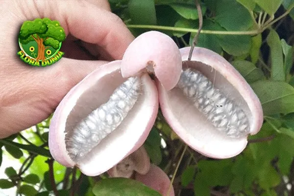 Buah Akebia Si Lilac Manis Nilai 4 Asia Timur